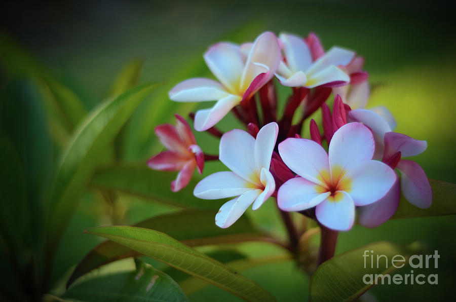 Plumeria Sunset Photograph by Kelly Wade