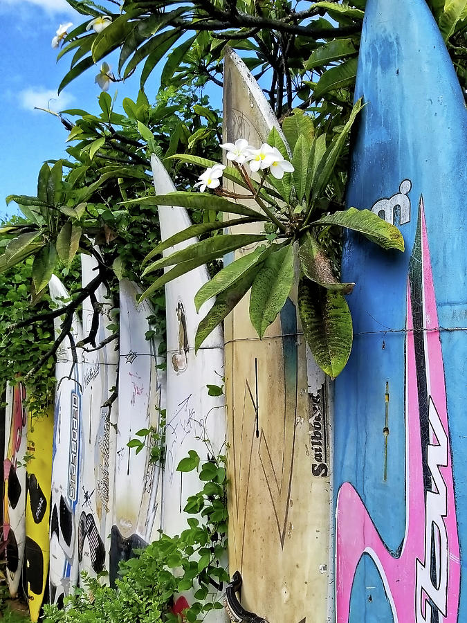 Plumeria Surf Boards by Michael Yeager Plumeria Surf Boards by Michael Yeager