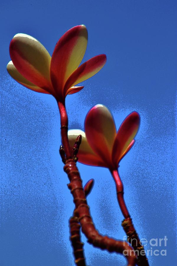 Plumeria Two Photograph by Craig Wood