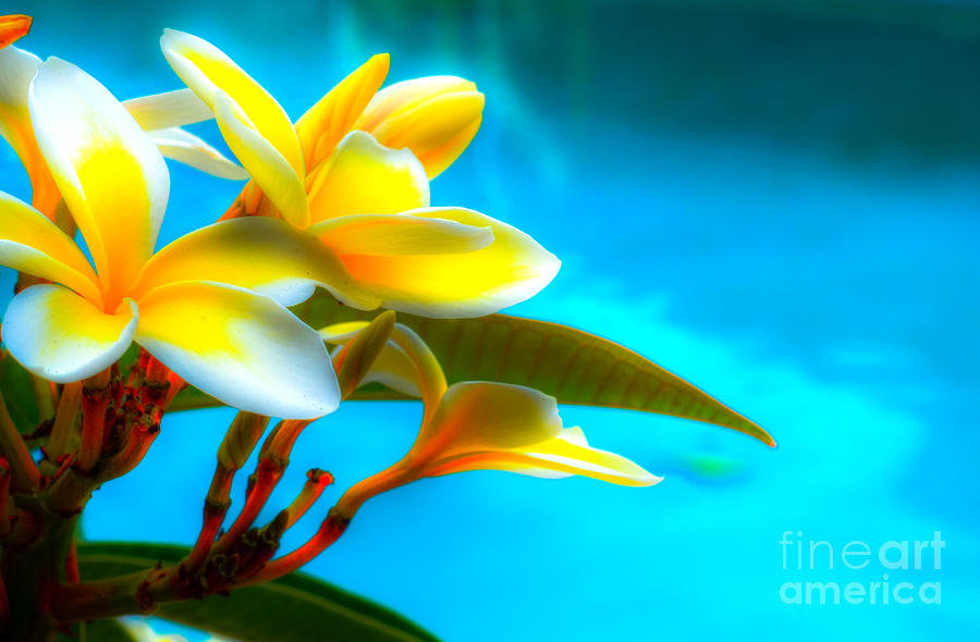 Plumeria Water Photograph by Kelly Wade