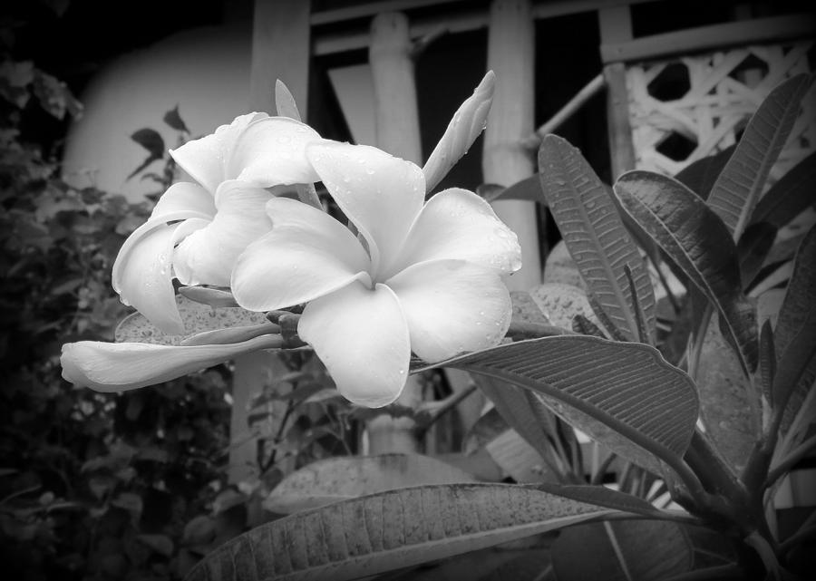 Plumerias In Black And White Photograph by Kay Novy