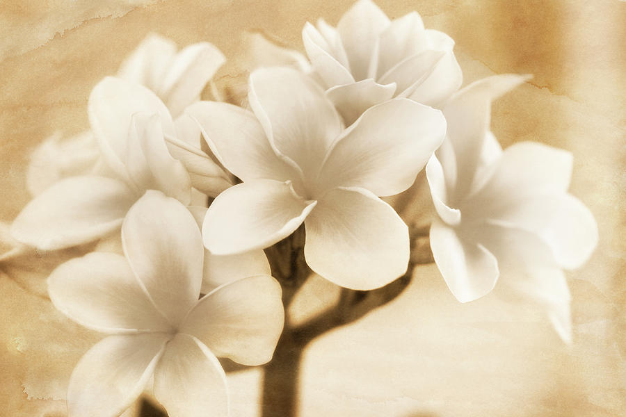 Flower Photograph - Plumerias in Cream and Brown by Jade Moon