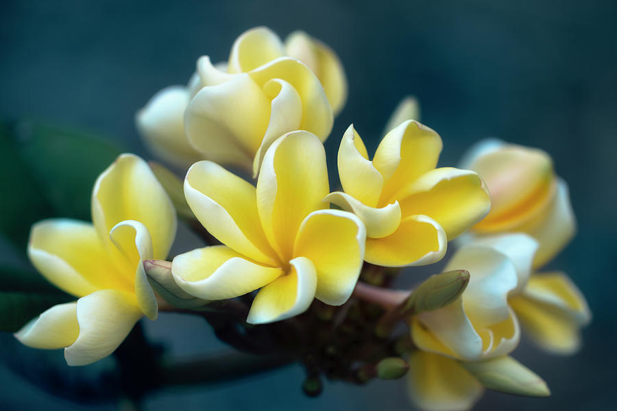 Plumerias Out of the Blue Photograph by Jade Moon