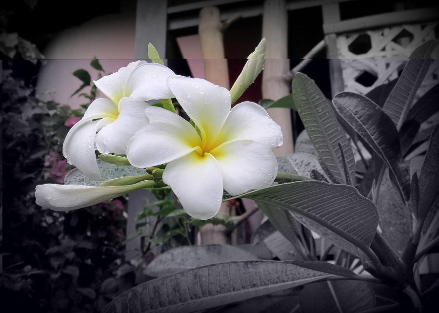 Plumerias With Selective Coloring Photograph by Kay Novy