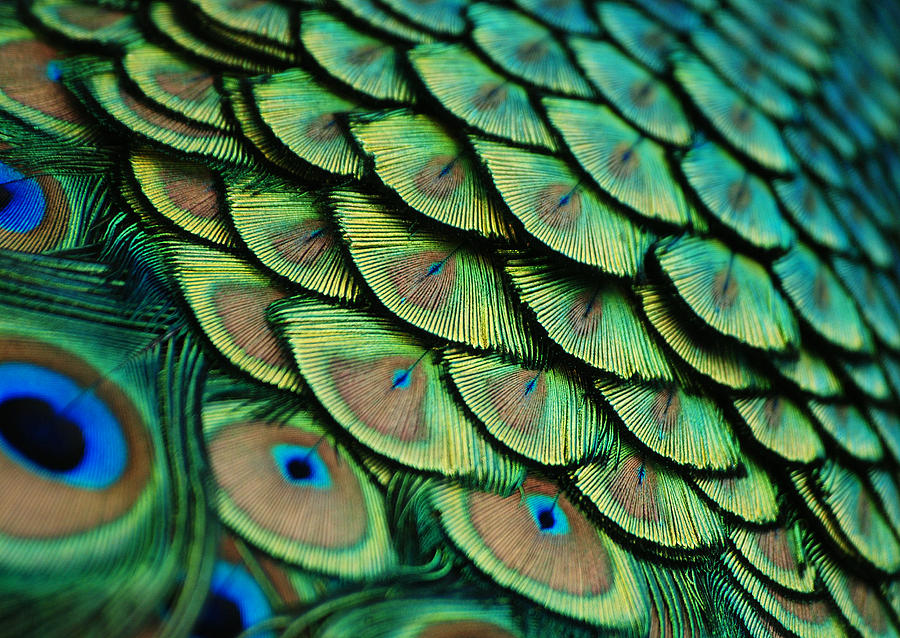 Feather Photograph - Plumes by Lorenzo Cassina