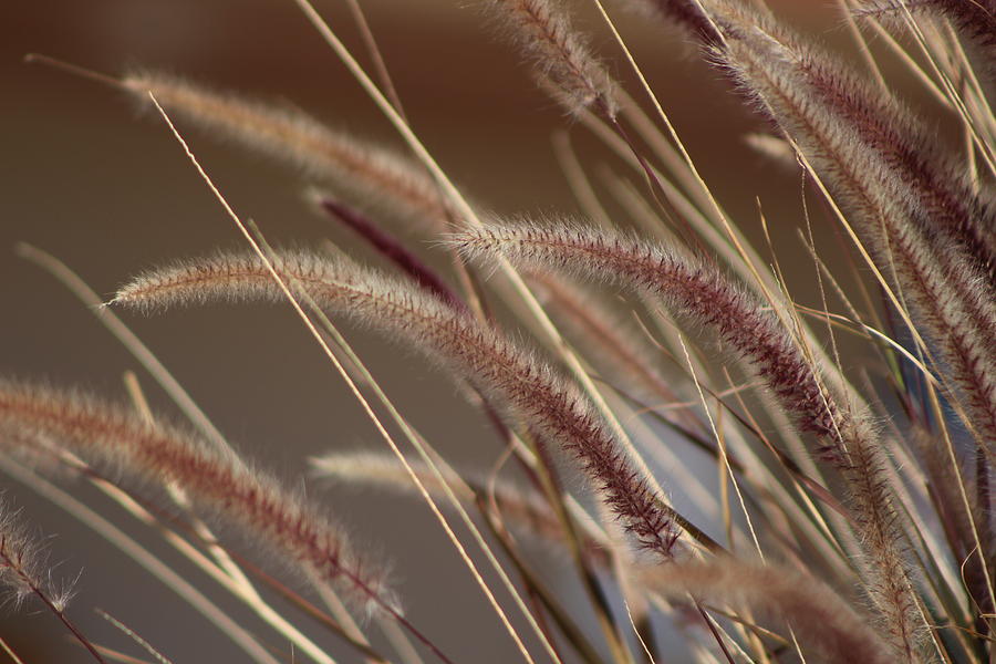 Plumes of Dried Grass in Burgundy and Honey Photograph by Colleen Cornelius
