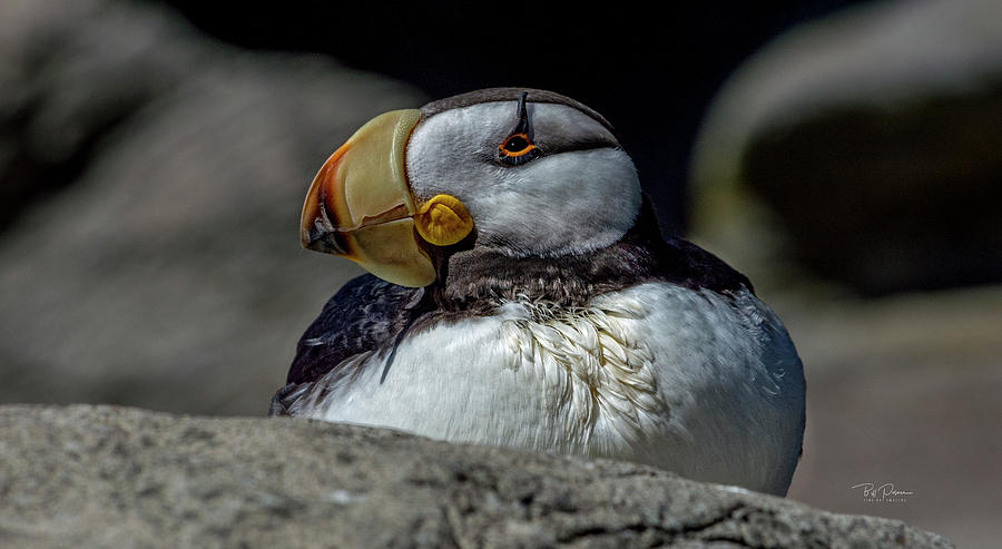 Plump Puffin Photograph by Bill Posner