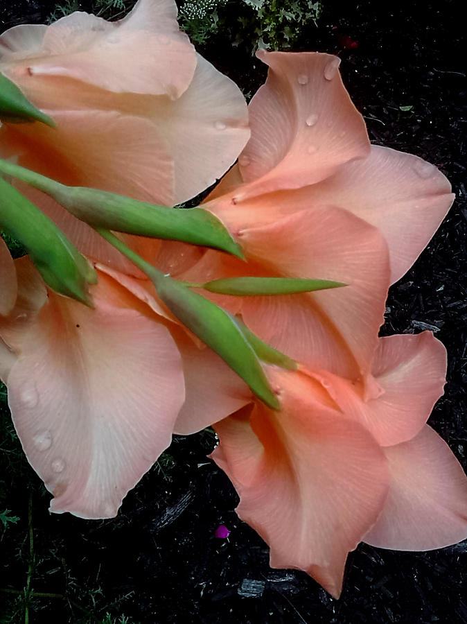 plush petals flower shop