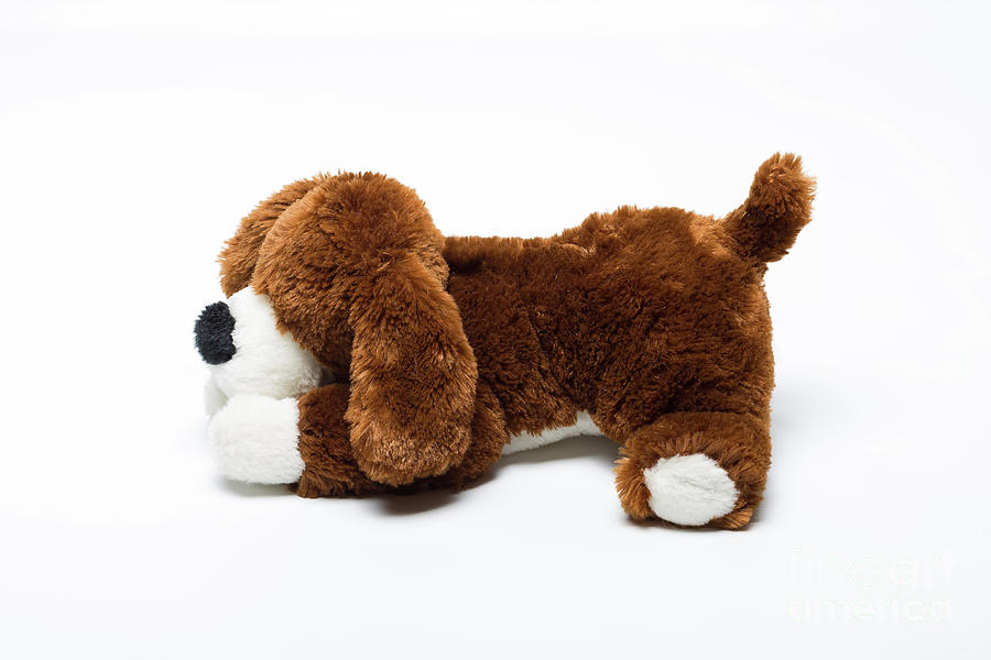 Plush Toy Dog Photograph by Benny Marty