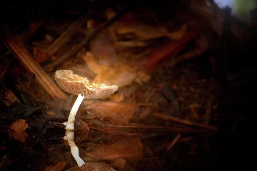 Pluteus Mushroom Photograph by Mark Andrew Thomas