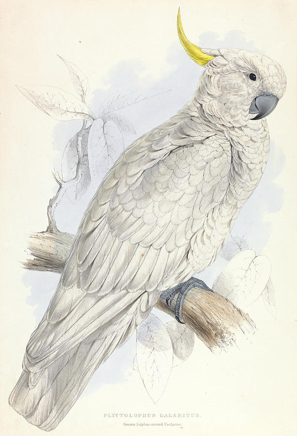 Plyctolophus Galeritus. Greater Sulphur-crested Cockatoo. Relief by Edward Lear