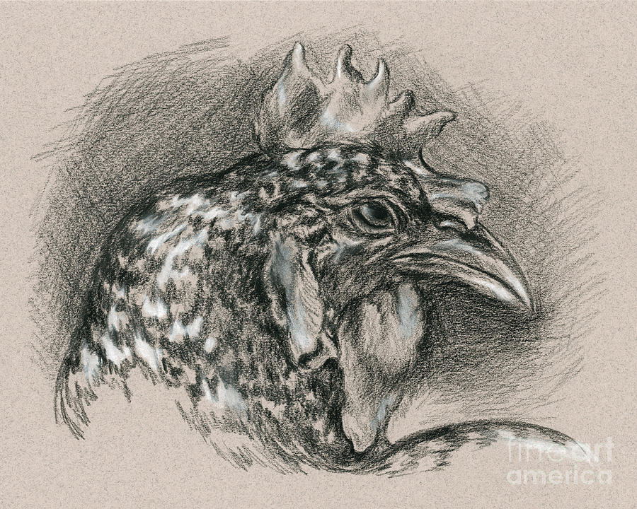 Plymouth Barred Rock Chicken Portrait Drawing by MM Anderson