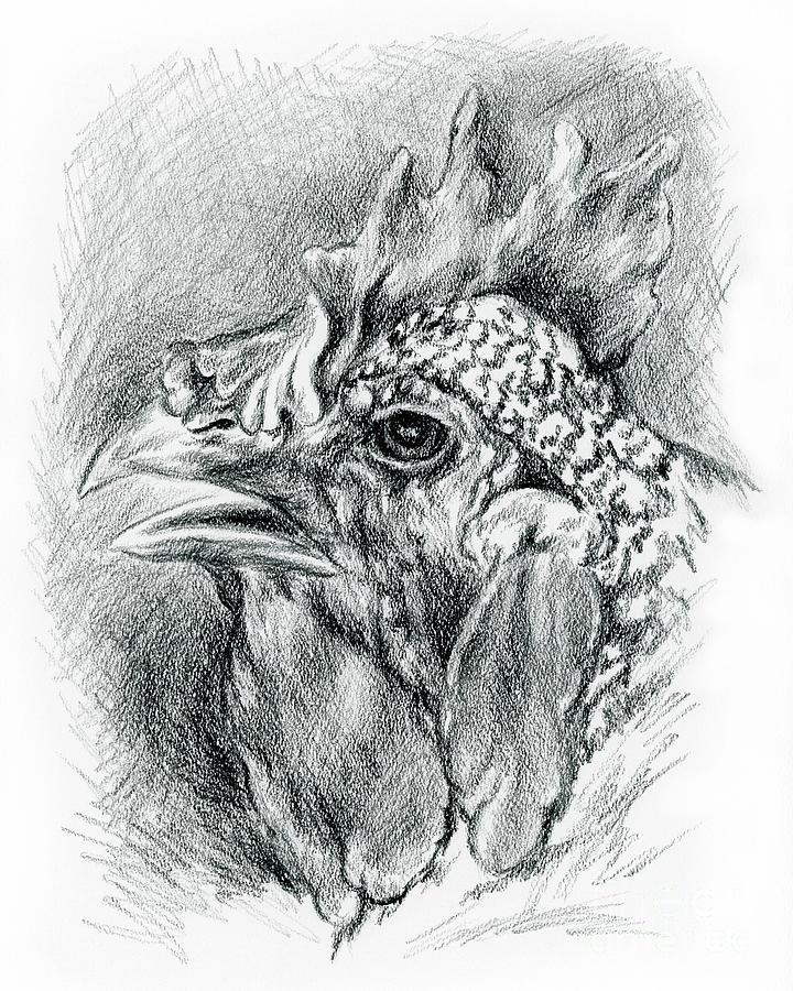 Plymouth Barred Rock Hen in Charcoal Drawing by MM Anderson