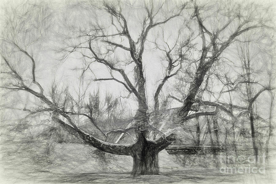 Pinchot Tree Sketch Photograph by Lorraine Cosgrove
