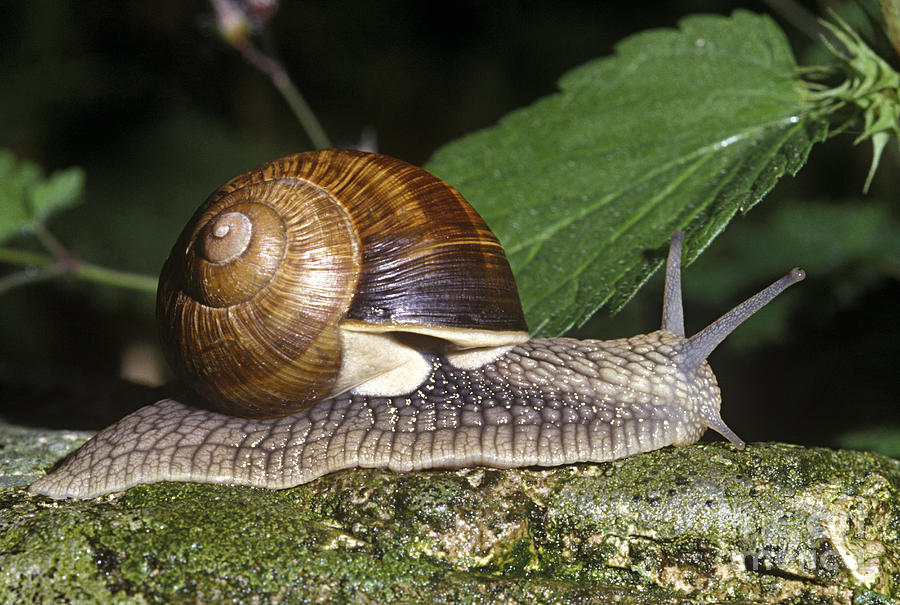Pneumostome Of A Burgundy Snail Photograph by Jean-Louis Klein & Marie-Luce Hubert