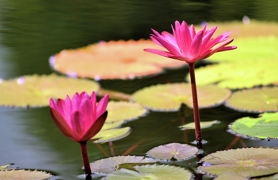 Pnk water lilies III Photograph by Douglas Pike