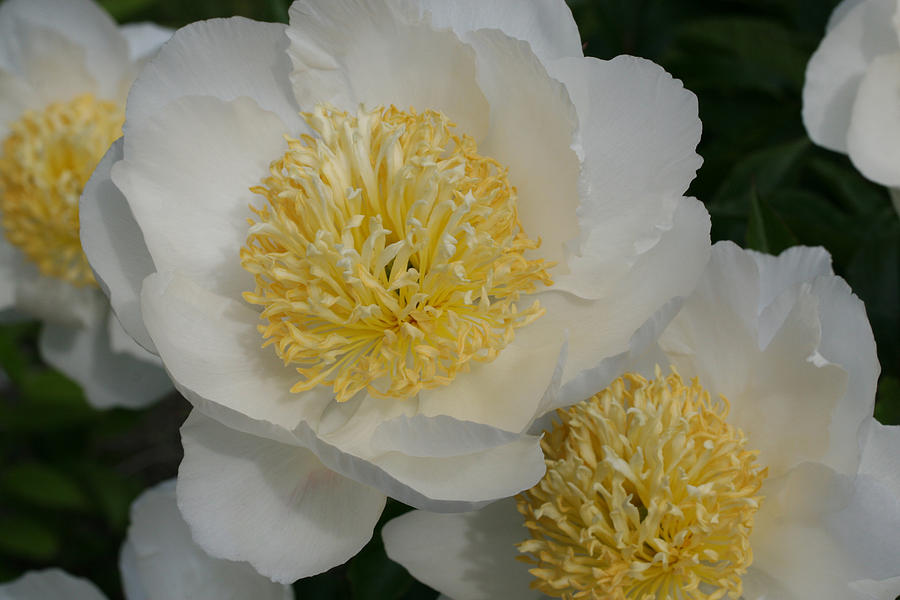 Poached Peonies Photograph by Tammy Pool