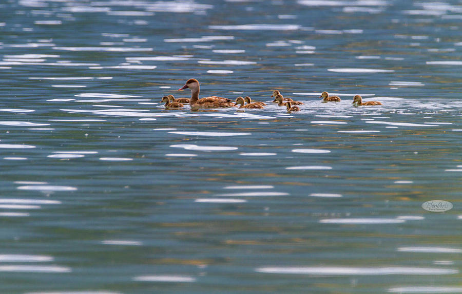Pochard duck, anas platyrhynchos, and babies Photograph by Elenarts - Elena Duvernay photo