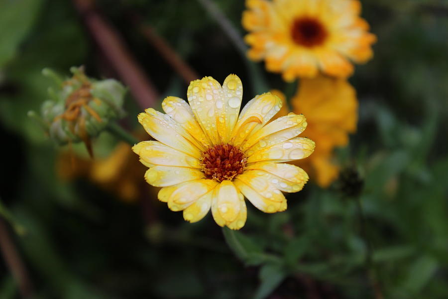Flower Photograph - Pocket Full Of Sunshine by Tammy Miller