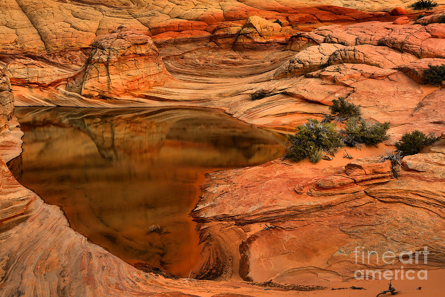 Coyote Buttes North Photograph - Pocket Of Life by Adam Jewell