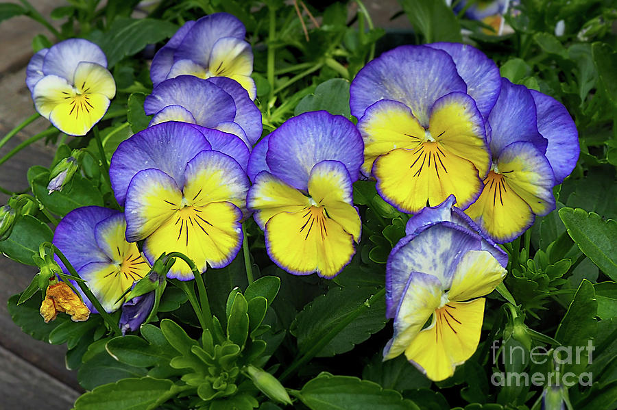 Pocketful of Pansies Photograph by Karin Everhart