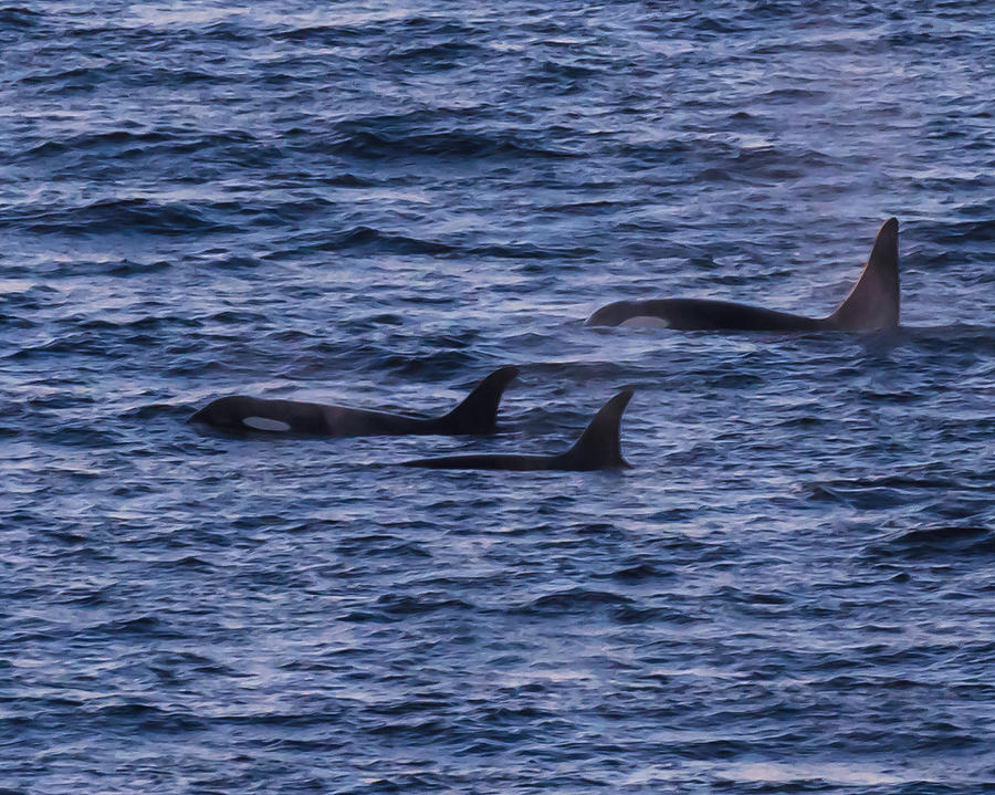 Pod of Orcas  Photograph by Allan Levin