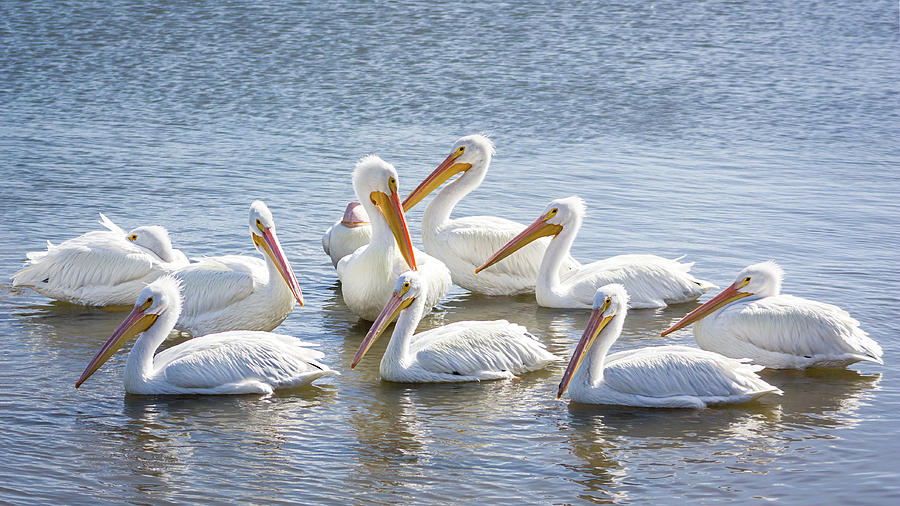 Pod of Pelicans I Photograph by Dawn Currie