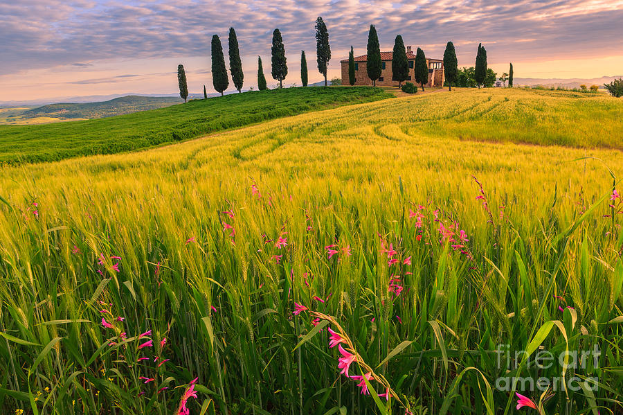 Podere I Cipressini near Pienza Photograph by Henk Meijer Photography