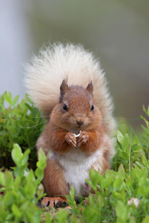 Podgy Red Squirrel Photograph by Pete Walkden