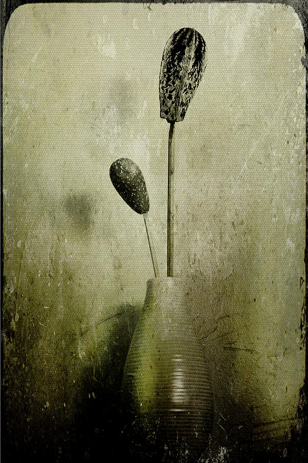 Still Life Photograph - Pods in a Vase by Jill Smith