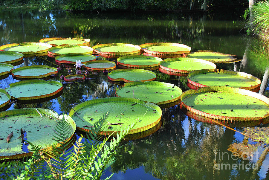 Pods Photograph - Pods Of The Pond by Jost Houk Pods Photograph - Pods Of The Pond by Jost Houk