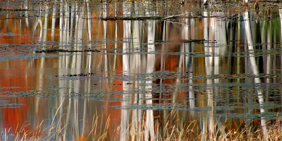 Podunk Pond Photograph by Tasha ONeill