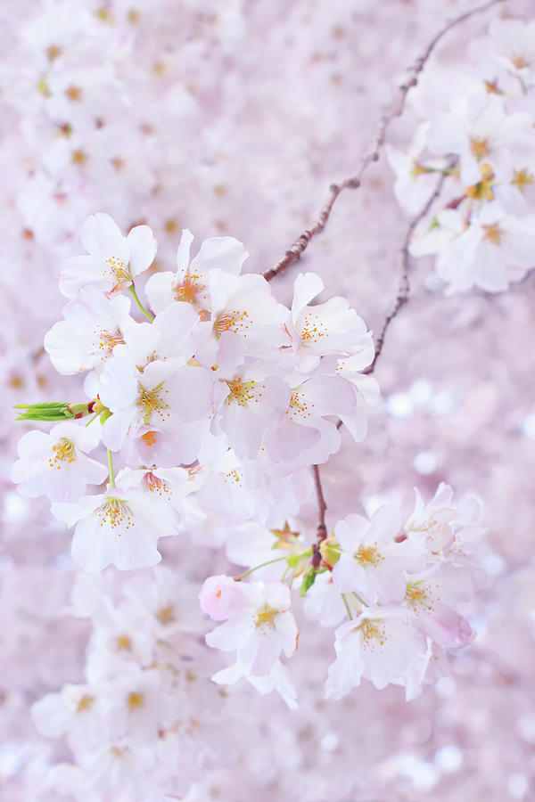 Nature Photograph -  Poem For A Cherry Blossom by Iryna Goodall