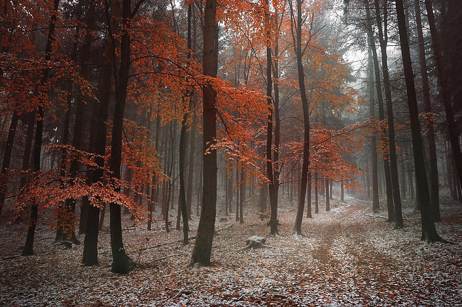 Poem of Autumn Forest Photograph by Jenny Rainbow