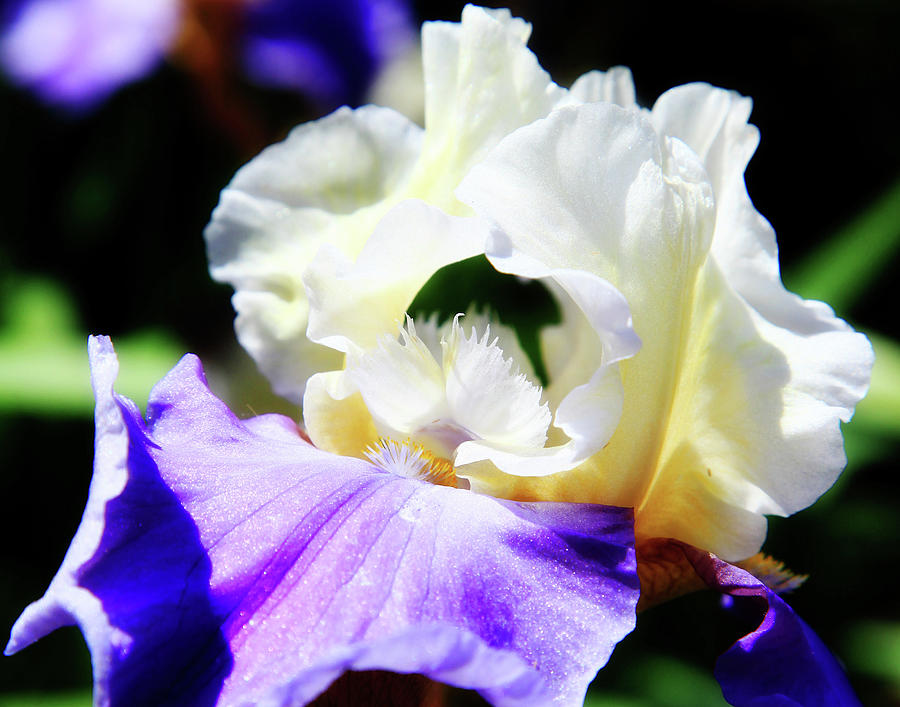 Poetic Iris Photograph by Toni Hopper