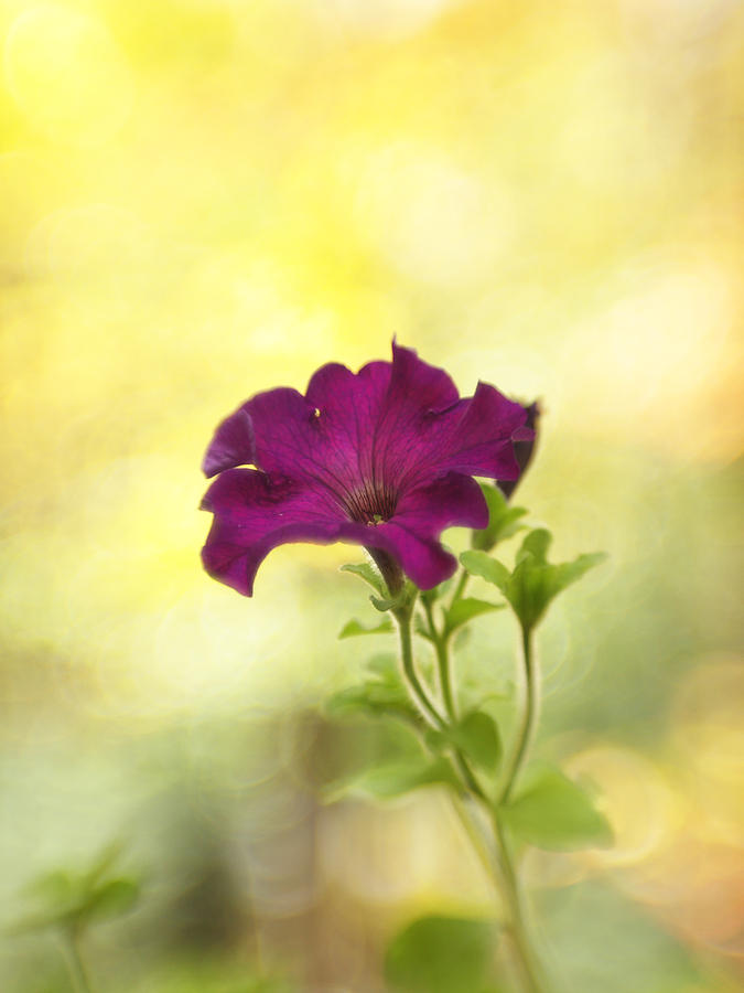 Poetic Petunia Photograph by Dorothy Lee