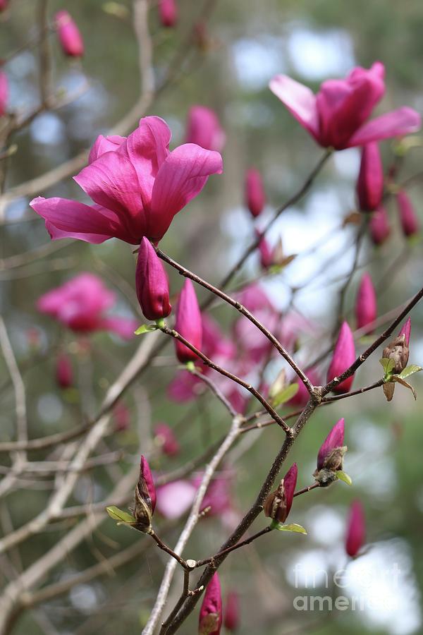 Poetic Pink Magnolia Photograph by Carol Groenen