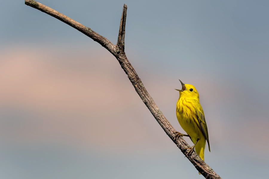 Poetrait of the Yellow Warbler Photograph by Bill Wakeley