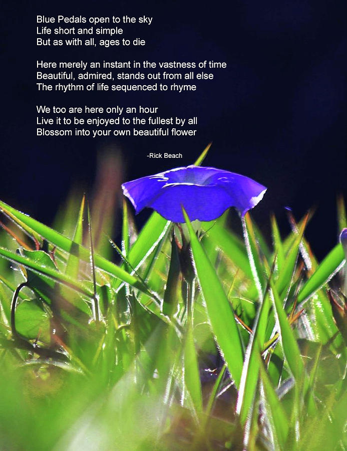 Poetry Blue Flower Photograph by Rick Beach - Fine Art America