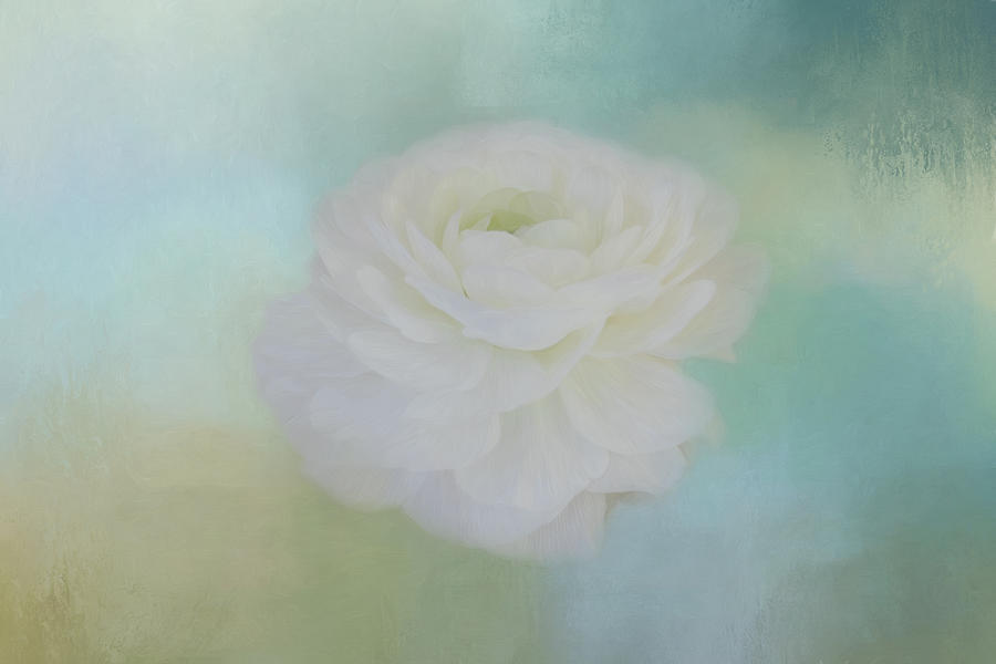 Rose Photograph - Poetry Dreams by Kim Hojnacki