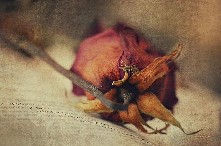 Rose Photograph - Poetry I by Maria Angelica Maira