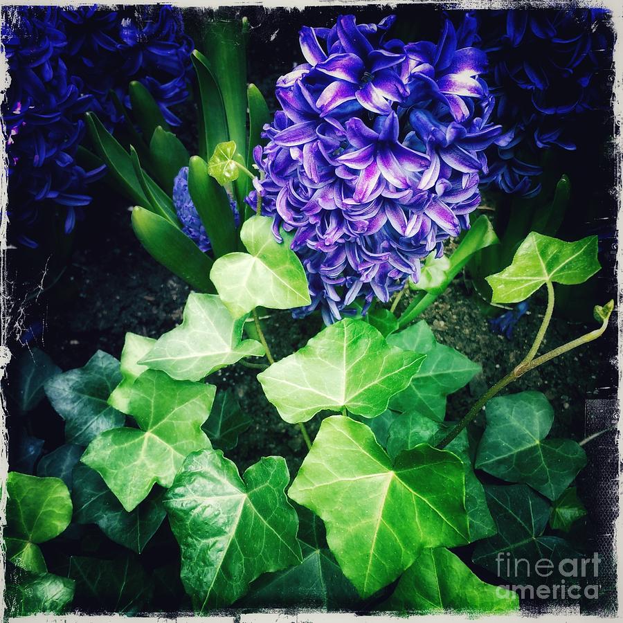 Poetry in Blue and Green - Hyacinths Photograph by Miriam Danar