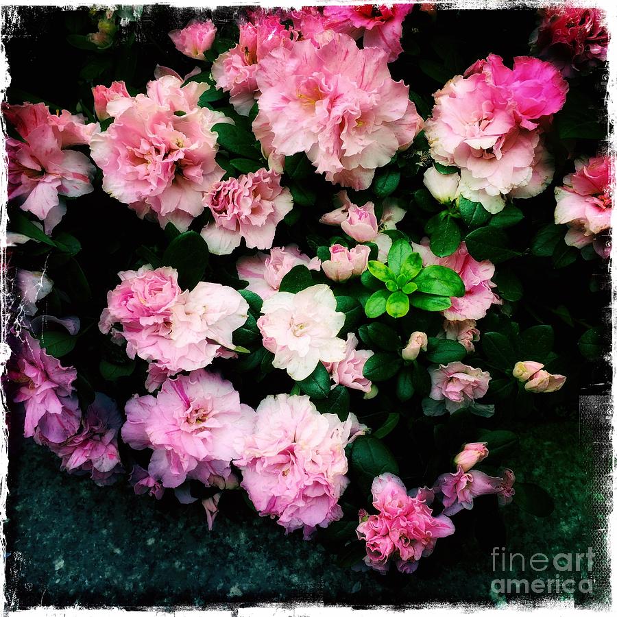 Poetry in Pink and Green - Spring Flowers Photograph by Miriam Danar
