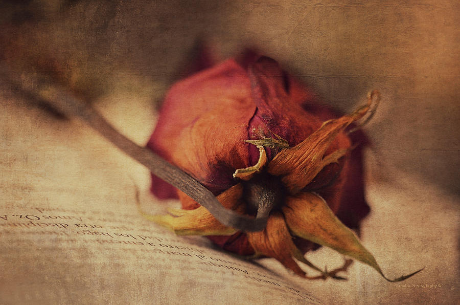Poetry Photograph by Maria Angelica Maira