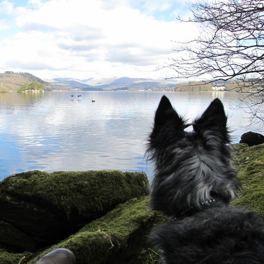 Walking Photograph - Pogo Watching Some Geese Fly Low Over by Andrew Cartlidge