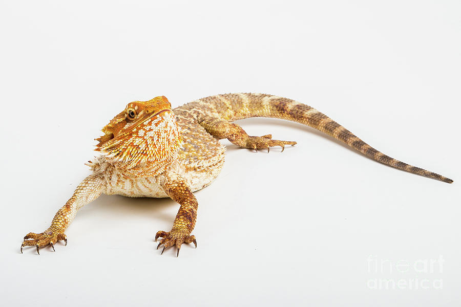 Pogona isolated Photograph by Benny Marty