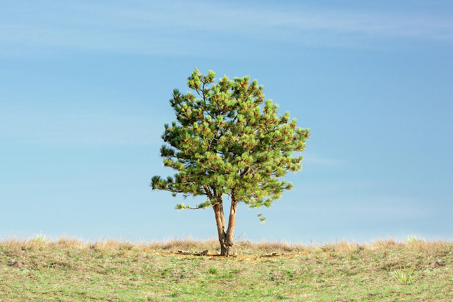 Poignant Pine Photograph by Todd Klassy