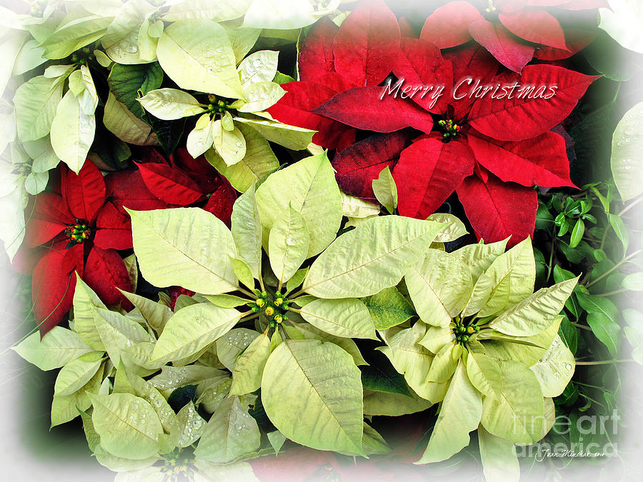 Christmas Photograph - Poinsetta Mix by Joan  Minchak