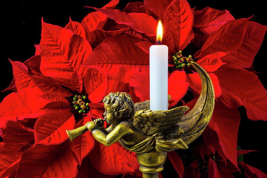 Poinsettia And Gold Angel Photograph by Garry Gay