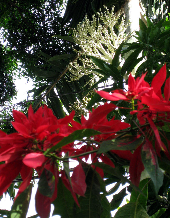 Poinsettia and Palms II Photograph by Sarah Hornsby